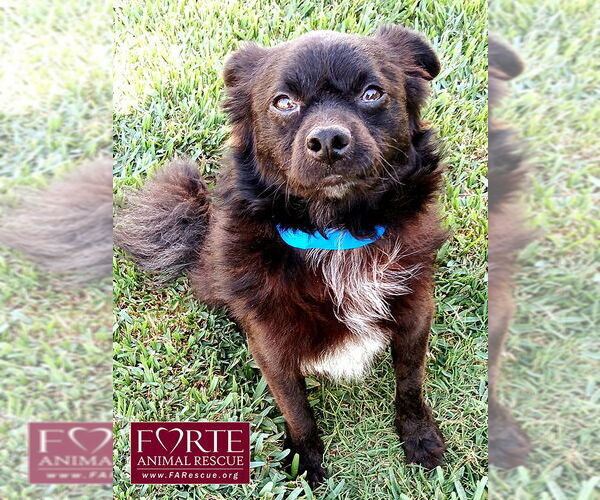 Medium Photo #3 Chiranian Puppy For Sale in Marina del Rey, CA, USA