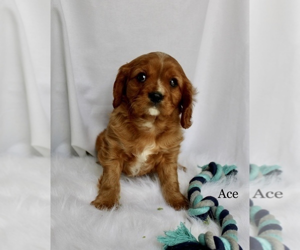 Medium Photo #2 Cavalier King Charles Spaniel Puppy For Sale in WATERLOO, NY, USA