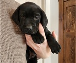 Puppy Blue collar Labrador Retriever