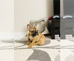 Small Photo #32 French Bulldog Puppy For Sale in DAVIE, FL, USA