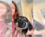 Small Photo #1 German Shepherd Dog Puppy For Sale in LINESVILLE, PA, USA