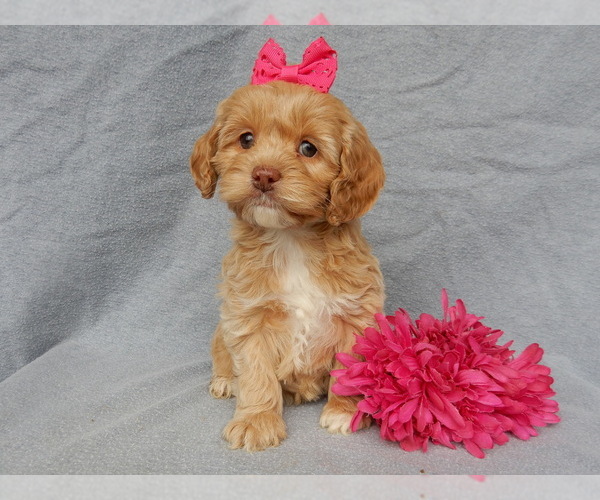 Medium Photo #4 Cockapoo Puppy For Sale in MILLERSBURG, OH, USA