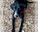 Small #4 Greyhound-Labrador Retriever Mix