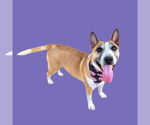 Bull Terrier-German Shepherd Dog Mix Dogs for adoption in Bakersfield, CA, USA