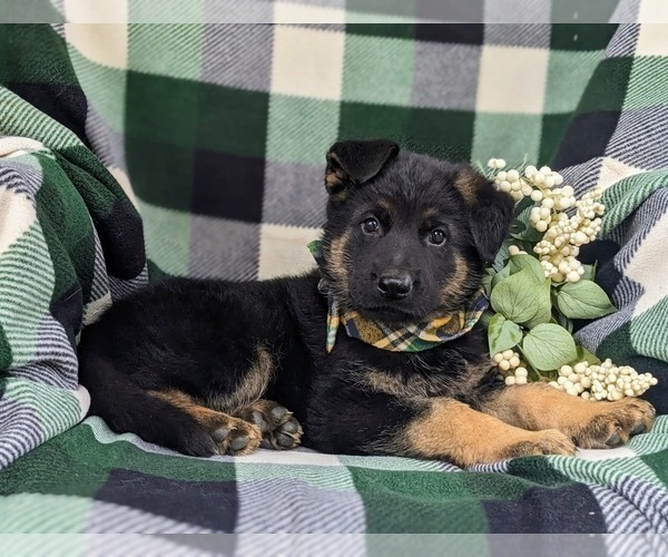 Medium Photo #7 German Shepherd Dog Puppy For Sale in LEOLA, PA, USA