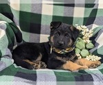 Small Photo #7 German Shepherd Dog Puppy For Sale in LEOLA, PA, USA