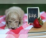 Small Photo #2 Goldendoodle-Poodle (Miniature) Mix Puppy For Sale in CUTLER, IN, USA