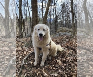 Great Pyrenees Puppy for sale in COVINGTON, VA, USA