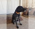 Small Photo #1 German Shorthaired Pointer Puppy For Sale in HAXTUN, CO, USA