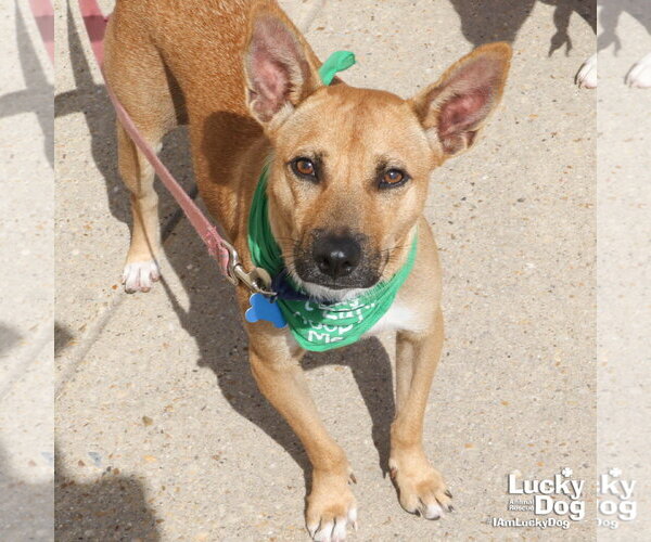 Medium Photo #6 Mutt Puppy For Sale in Washington, DC, USA