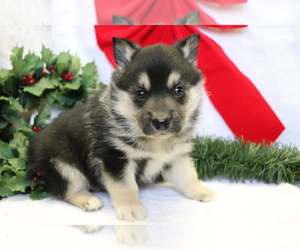 Norwegian Elkhound-Siberian Husky Mix Puppy for sale in SHILOH, OH, USA
