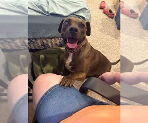 Mountain Cur-Staffordshire Bull Terrier Mix Dogs for adoption in Shermans Dale, PA, USA