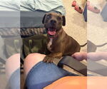 Small Mountain Cur-Staffordshire Bull Terrier Mix