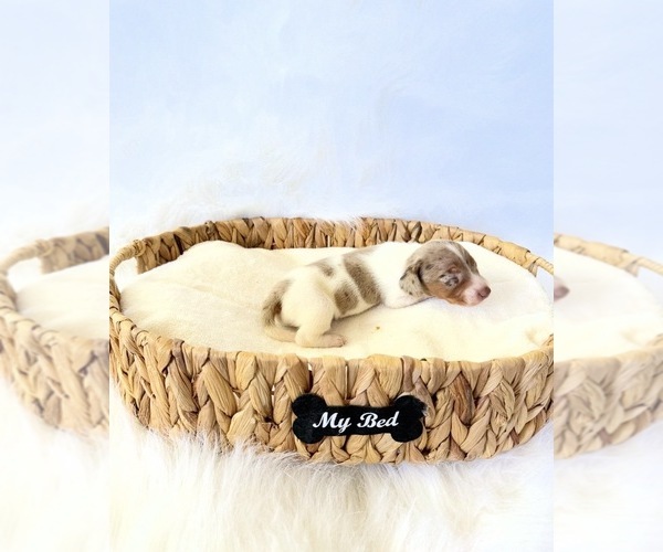 Medium Photo #2 Dachshund Puppy For Sale in DAVIS, CA, USA