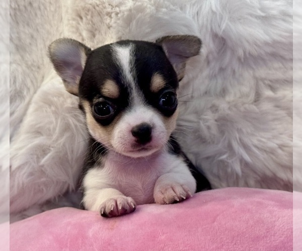 Medium Photo #2 Chihuahua Puppy For Sale in TIJERAS, NM, USA