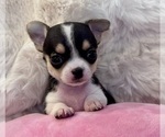 Baby Girl - Female Chihuahua Puppy for Sale - Photo #2