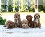Small #2 Bichpoo
