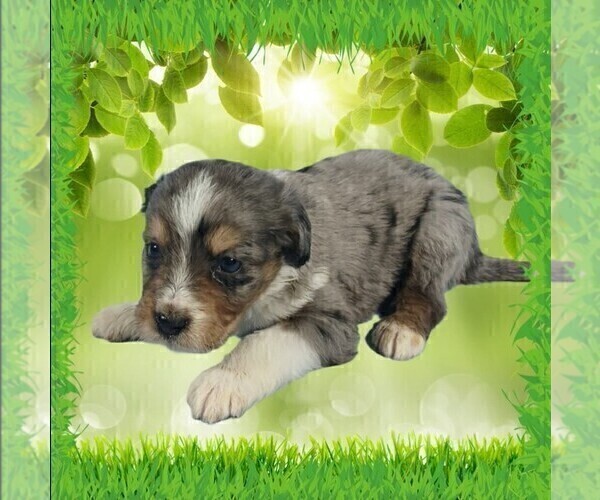 Medium Photo #27 Bernedoodle (Miniature) Puppy For Sale in BLACK FOREST, CO, USA