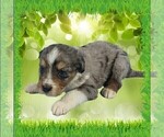 Small Photo #27 Bernedoodle (Miniature) Puppy For Sale in BLACK FOREST, CO, USA