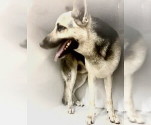 German Shepherd Dog Dogs for adoption in Houston, TX, USA