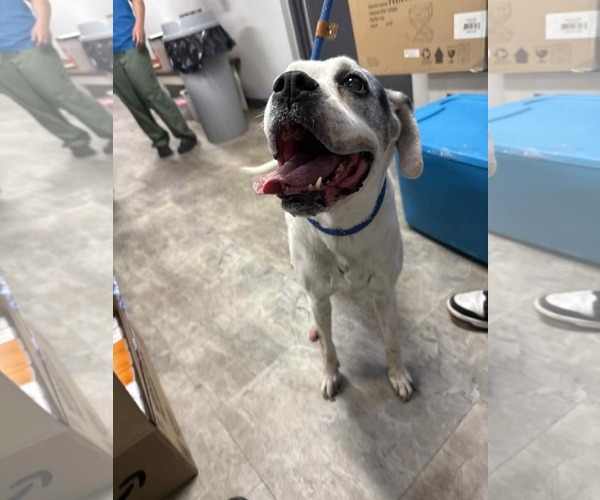 Medium Photo #5 Boxer Puppy For Sale in Burnsville, MN, USA