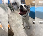Small #4 Boxer