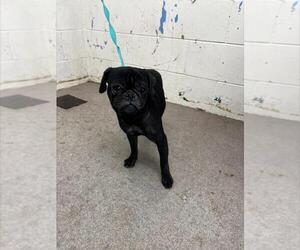 Pug Dogs for adoption in San Bernardino, CA, USA