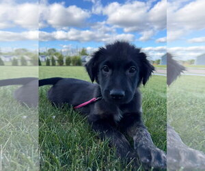 Australian Shepherd-Unknown Mix Dogs for adoption in New London, WI, USA