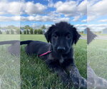 Small Australian Shepherd Mix