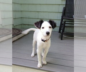 Collie-Unknown Mix Dogs for adoption in St. Louis Park, MN, USA