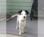 Small Collie Mix