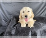Small #13 Goldendoodle