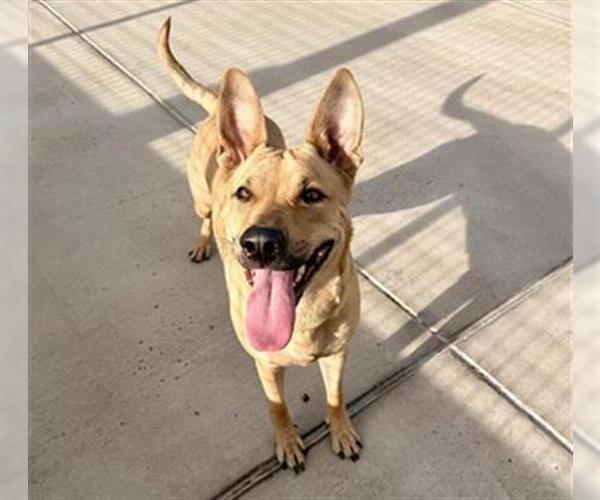 Medium Photo #1 Black Mouth Cur-Unknown Mix Puppy For Sale in Fort Collins, CO, USA