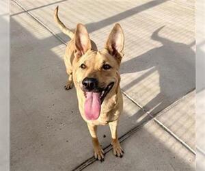 Black Mouth Cur-Unknown Mix Dogs for adoption in Fort Collins, CO, USA