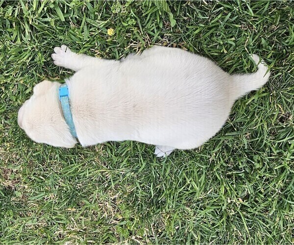 Medium Photo #7 Labrador Retriever Puppy For Sale in CEDAREDGE, CO, USA