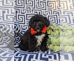 Small Photo #3 Lhasa-Poo Puppy For Sale in LINCOLN UNIVERSITY, PA, USA