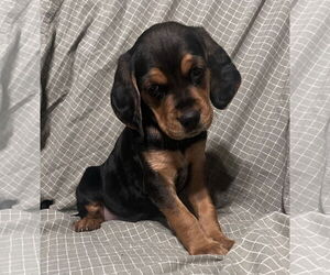 Beagle-Spaniel Mix Dogs for adoption in Pottstown, PA, USA