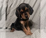 Small Beagle-Spaniel Mix