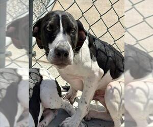 Mutt Dogs for adoption in Tulsa, OK, USA