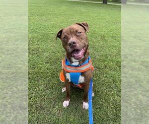 BENTLEY - Male Mutt Dog for Adoption - Photo #2