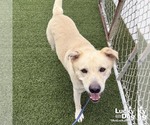 Small #2 Labrador Retriever-Retriever  Mix