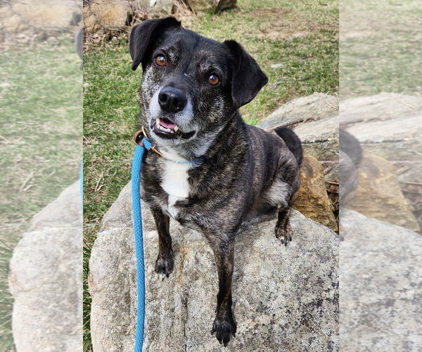 Medium Photo #7 Beagle-Unknown Mix Puppy For Sale in Rockaway, NJ, USA