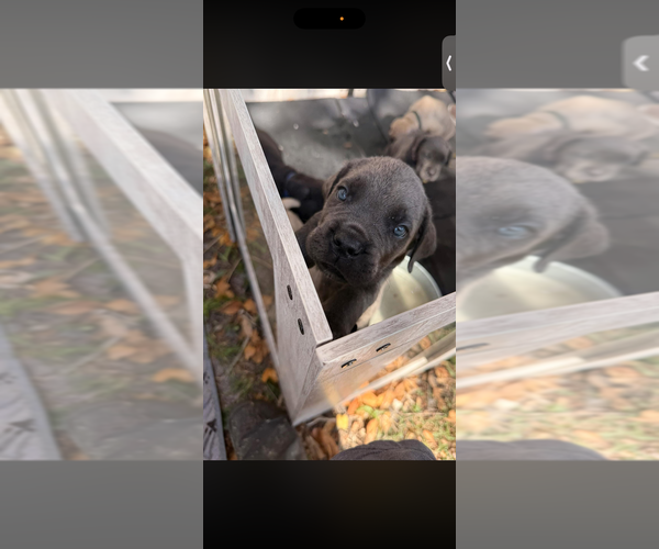 Medium Photo #6 Cane Corso Puppy For Sale in MELBOURNE, FL, USA