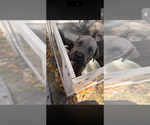 Small #5 Cane Corso
