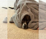 Small #6 Bullboxer Pit