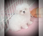 Small Photo #5 Maltese Puppy For Sale in COVINGTON, KY, USA