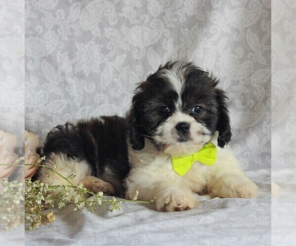 Medium Photo #1 Cava-Tzu Puppy For Sale in GORDONVILLE, PA, USA