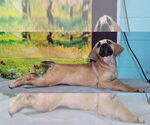 Small #1 Labrador Retriever Mix