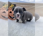 Puppy 3 French Bulldog