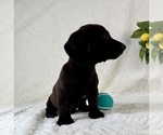 Small #3 Dachshund